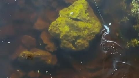 Peacock Bass FishingCharters Available!South FL!