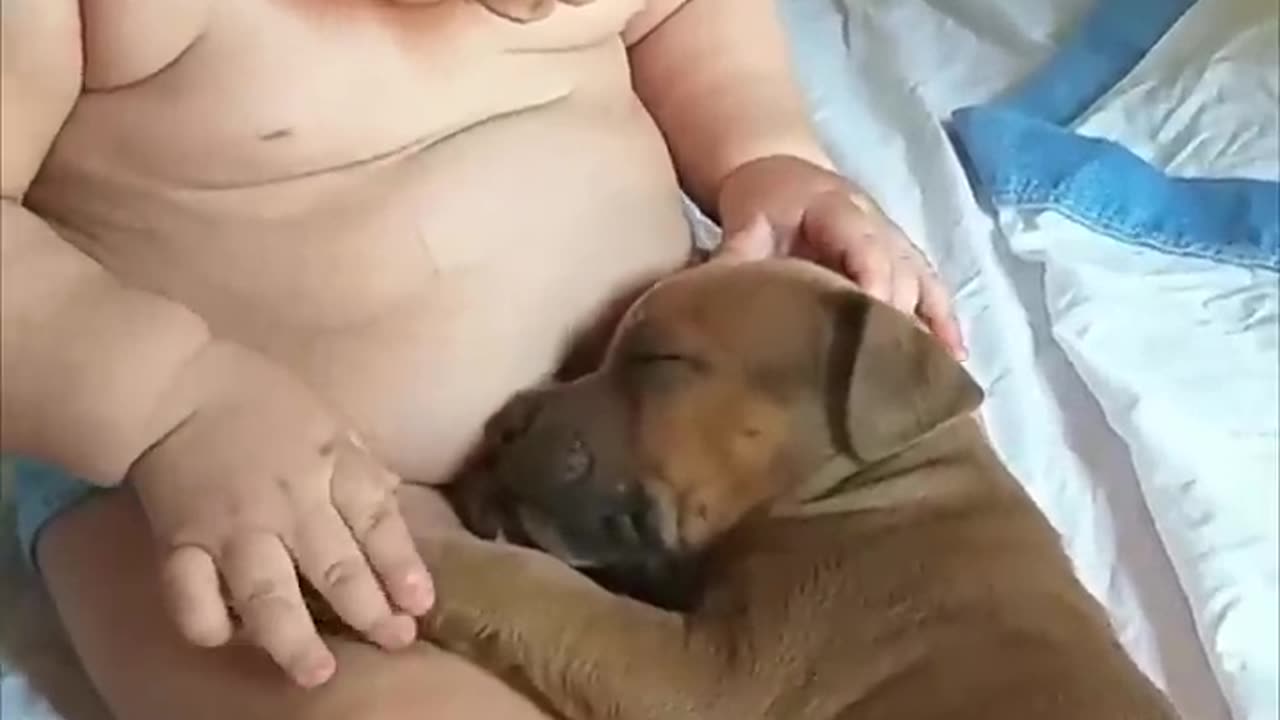 Sleeping puppy baby touching moments