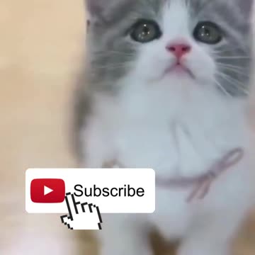 😍💓😍💓😍💓😍💓😍💓😍💓😍💓😍💓😍💓 #cats #shorts