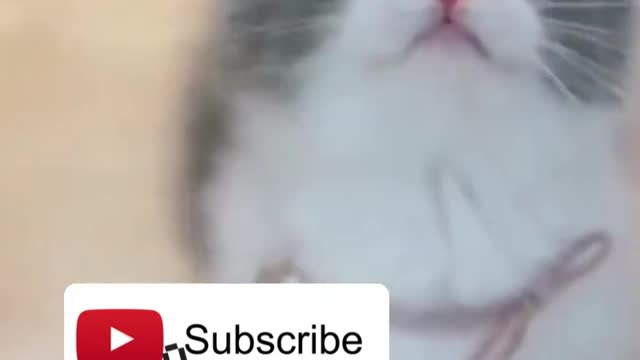 😍💓😍💓😍💓😍💓😍💓😍💓😍💓😍💓😍💓 #cats #shorts