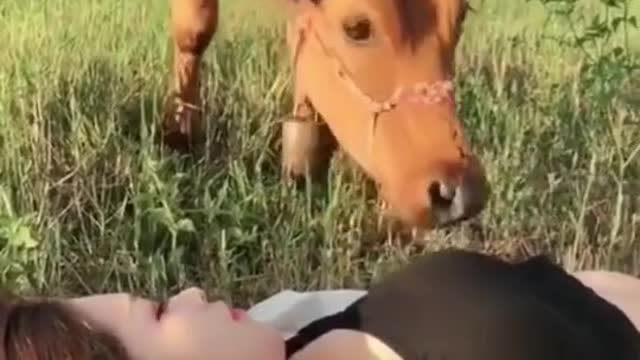 lucky girl and cow hahaa