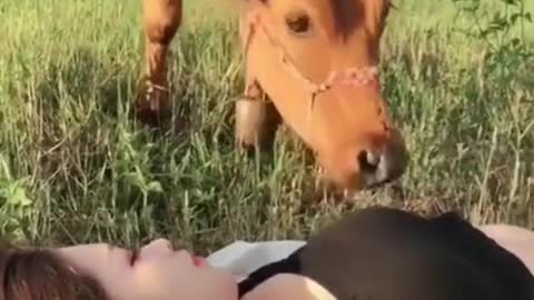 lucky girl and cow hahaa