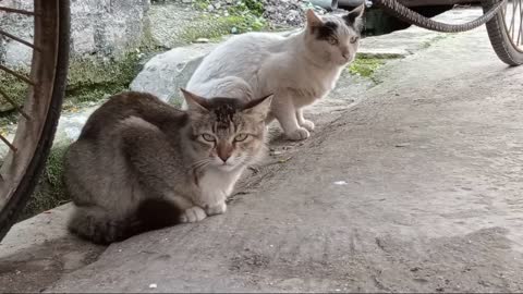 Two Cat Friendship