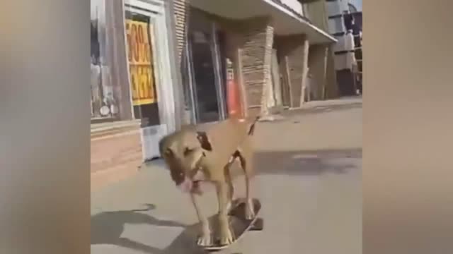 Dog is the best skateboarder