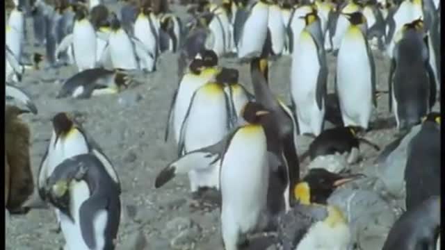 King Penguins | Attenborough: Life in the Freezer | BBC Earth