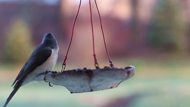 Birds eating feeder HD Video