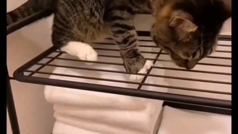 Cat 🐈 funny video