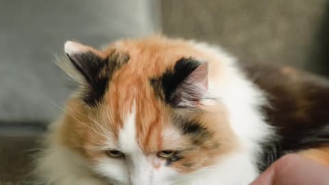 A cat eats from its owner's hand