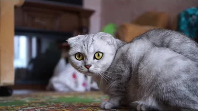 Baby cut -Cute and funny cat video campilation