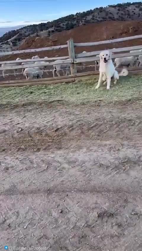 The Demise of American Farming - Time To Wake Up