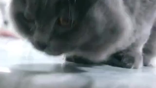 Cat video Playing Beautifull cat video Playing