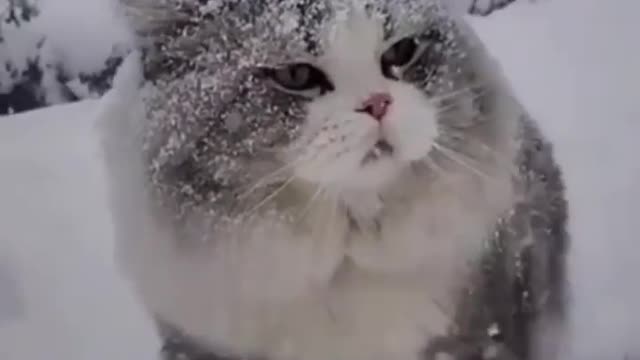 Cat video