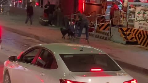 Shopping Cart Santa's Sleigh Is Pulled by Dogs