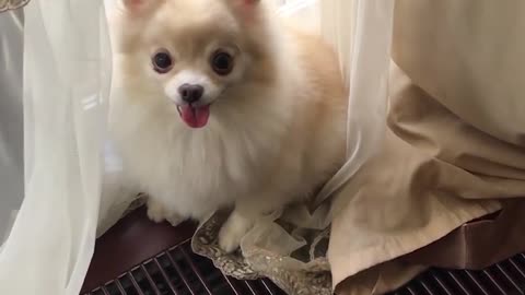 Pomeranian Funny animals , shorts cute cat video