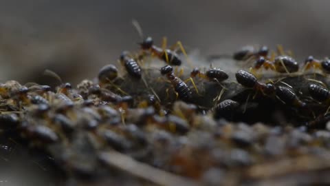 Eternal Architects: Exploring the World of Termites