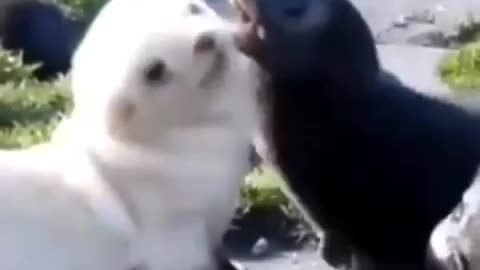 Cute little 🦭 Seals