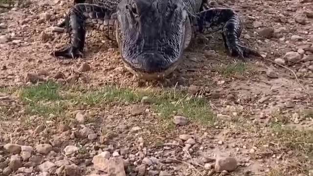 Crocodiles are curious about people