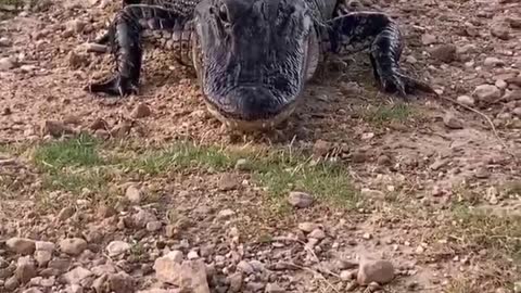 Crocodiles are curious about people