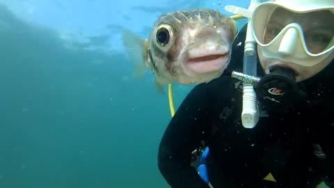 Pucker Up! Diver Snaps Adorable Selfie With Pufferfish