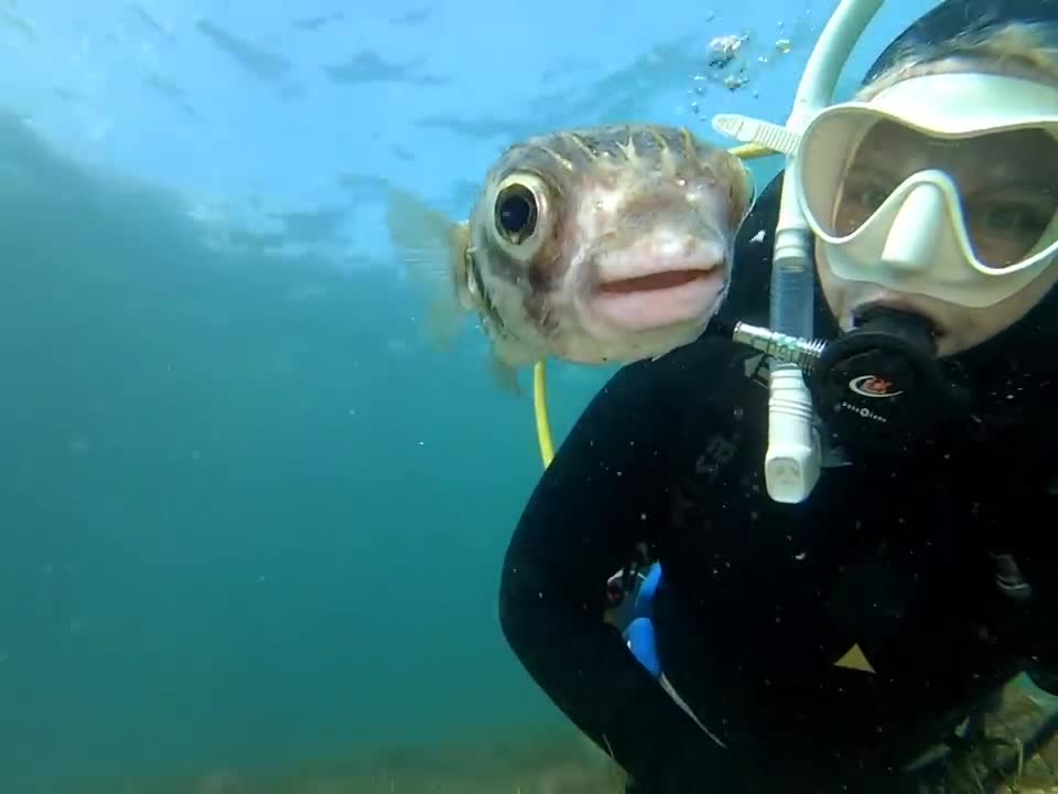 Pucker Up! Diver Snaps Adorable Selfie With Pufferfish