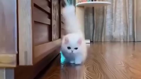 cute cat and funny cat shorts❤#shorts #cat #cutecat