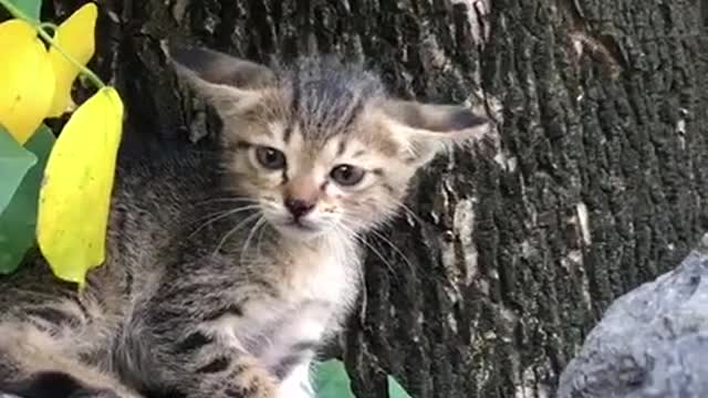 LITTLE KITTEN, FOUND THIS LOVELY ANGRY BOY