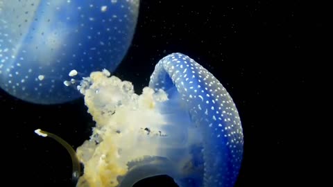 Amazing jellyfish in water