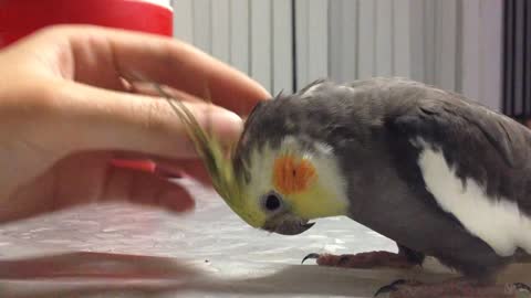 taming a cockatiel bird