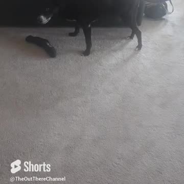 #dog not well today unsteady but still likes his ball