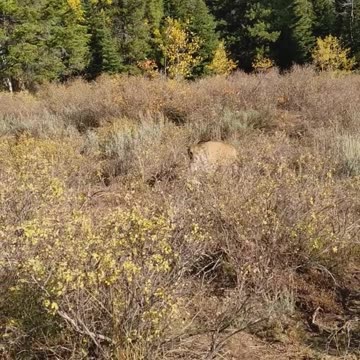 Everyone Needs to Have One for Personal Protection