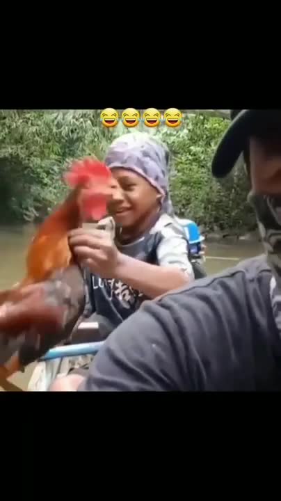 Funny Chicken ★ ULTIMATE Funny CHICKEN Compilation (HD) [Funny Pets]