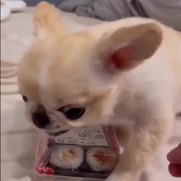 Sushi fanatics are the cutest 🤣