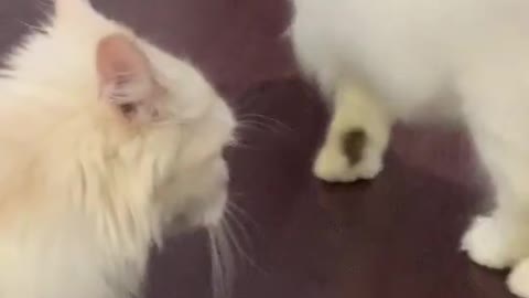 Baby cats are amazing creature and best video ever!