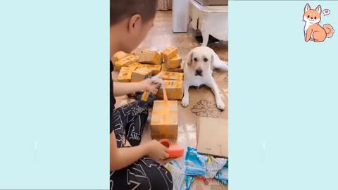 Dogs funny video 😜😂