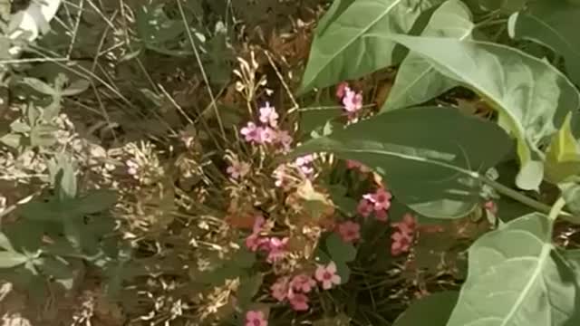 Found flowers under several plants