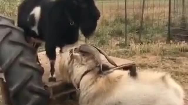 Hilarious G.O.A.T fight #tiktok