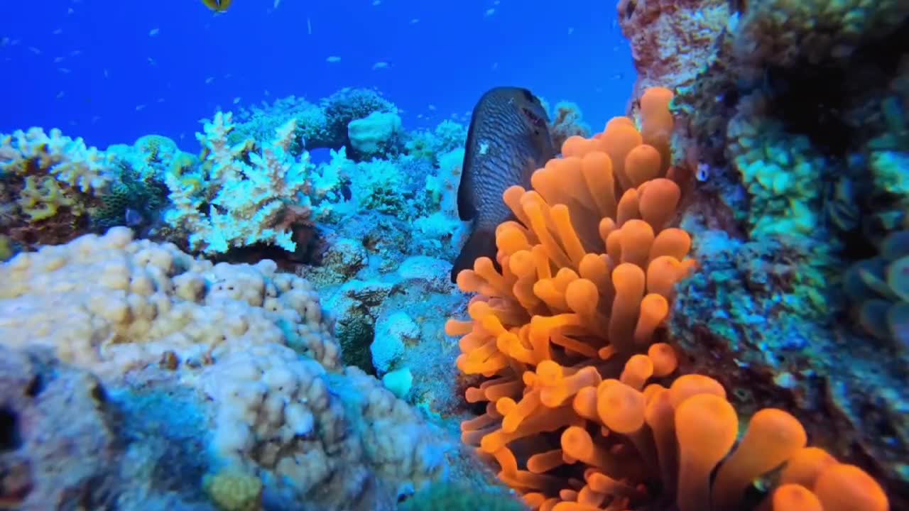 There are always colorful fish around the coral