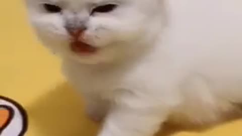 Funny cat