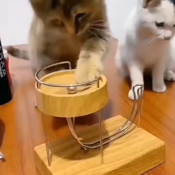 😹Cats Doing Cat Things 2 - 2024