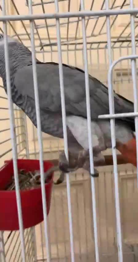 The wonderful parrot