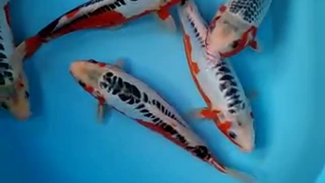 Shusui & ASAGI koi fish #shorts #short