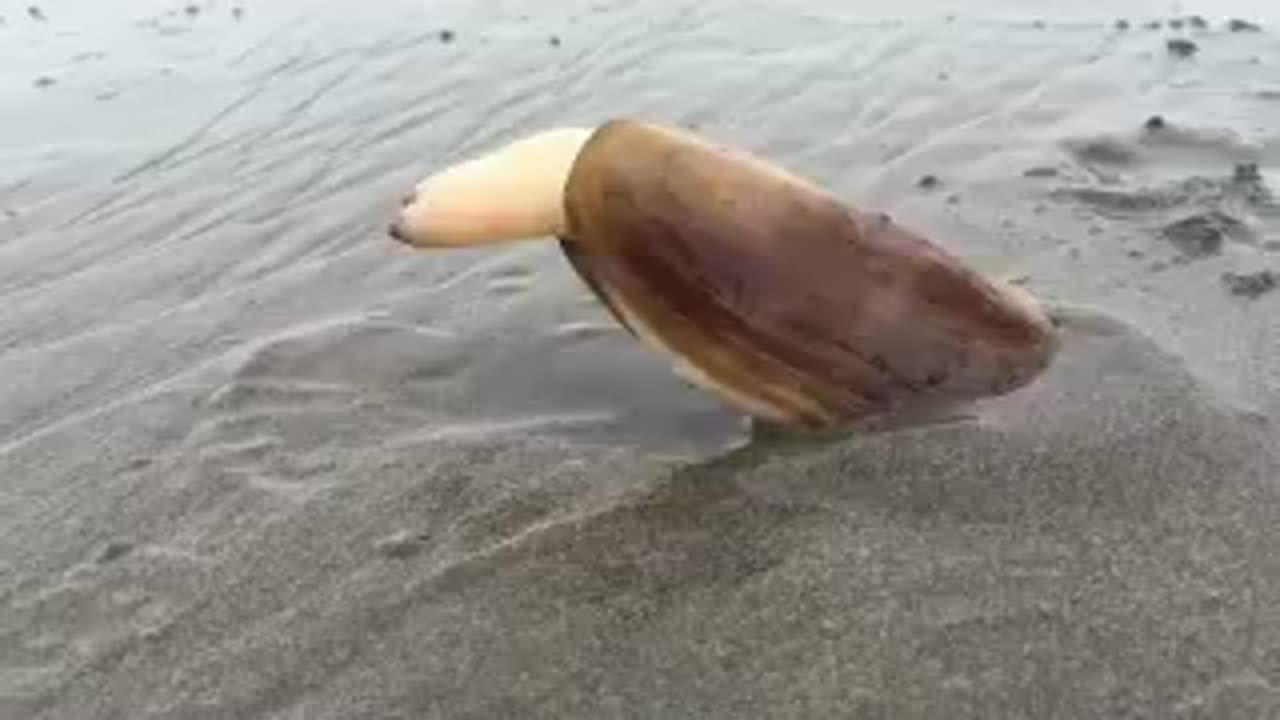 HOW RAZOR CLAMS BURROW INTO THE SAND