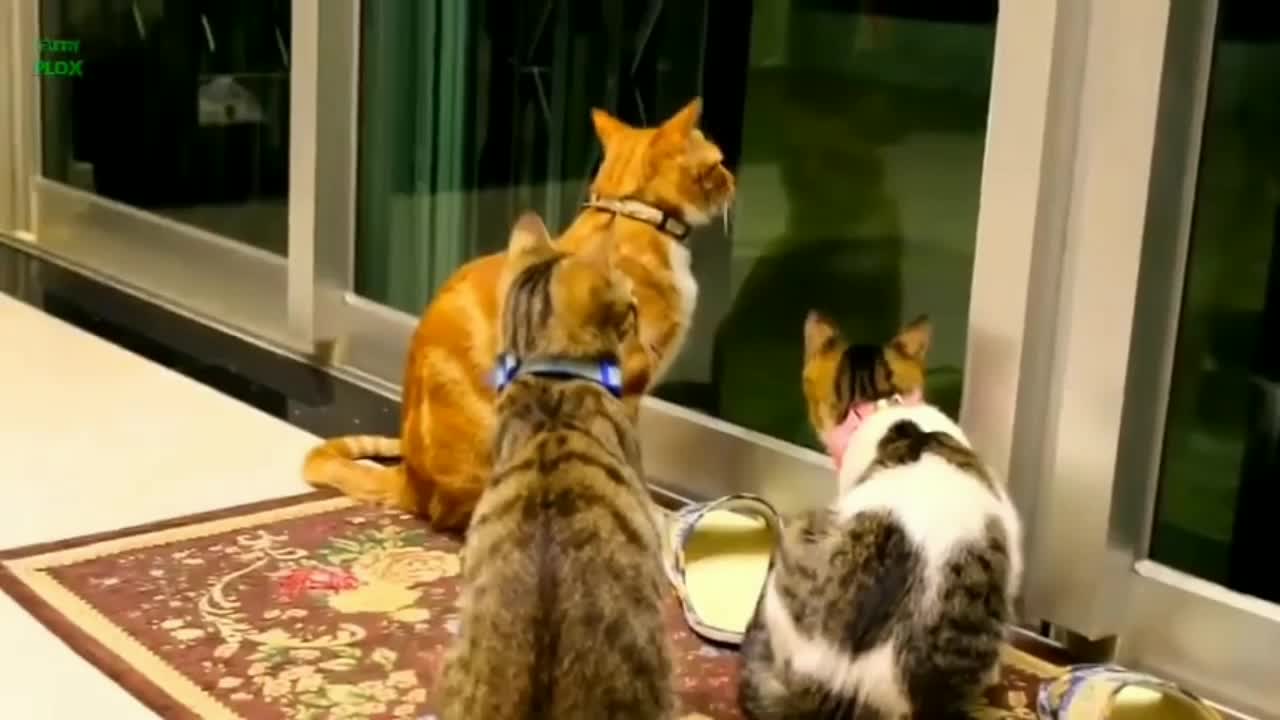 Cat funny video