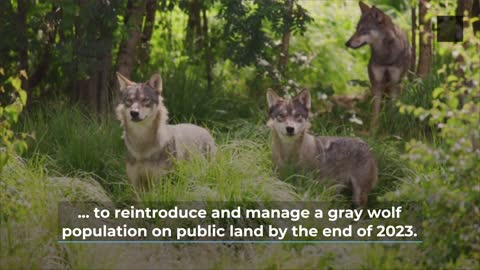 First Gray Wolf Pups Seen in Colorado Since The 1940s !