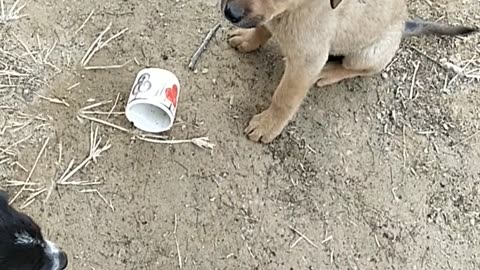 Indian dog puppy