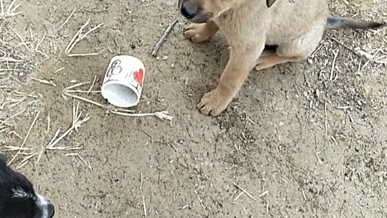 Indian dog puppy