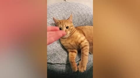 Compilation of Funny cat Videos