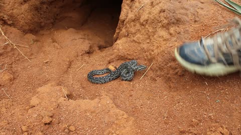 baby python