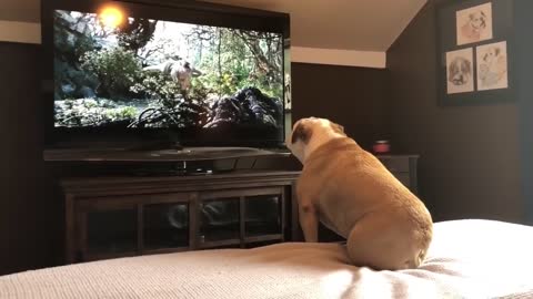 Bulldog Has Incredible Reaction To Actress In Trouble