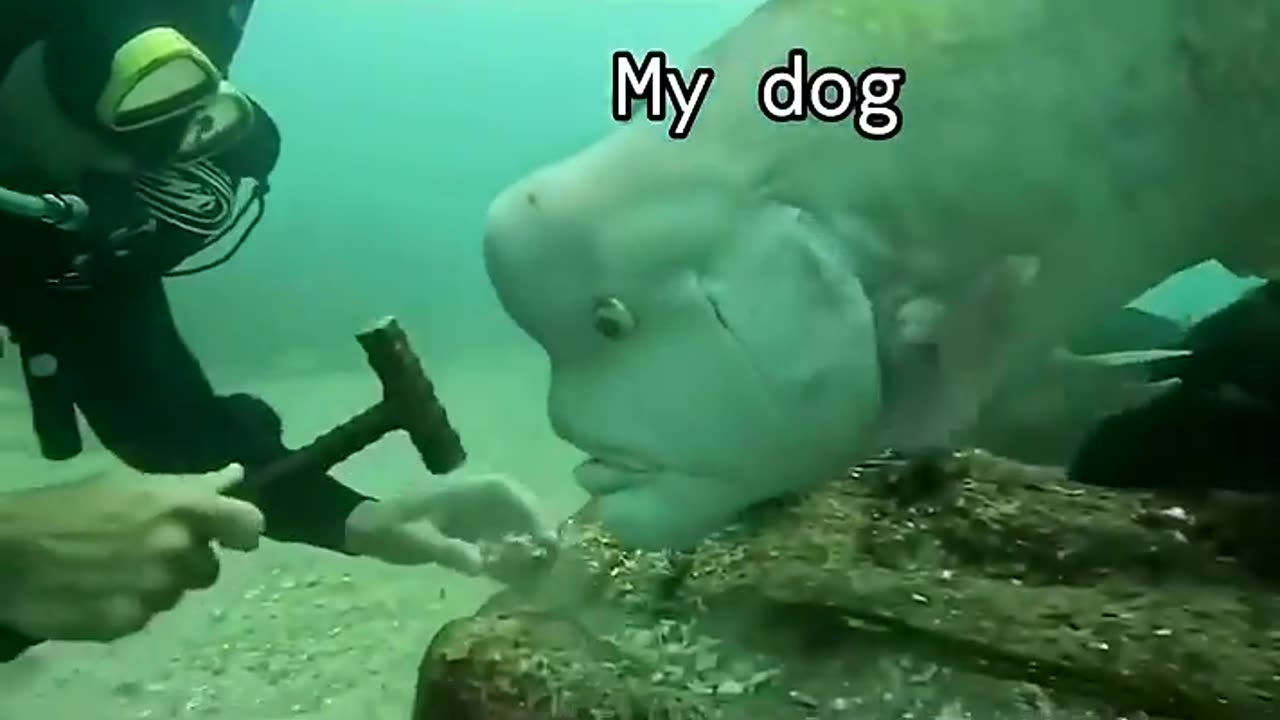 This cutest curious fish wants to be a supervisor